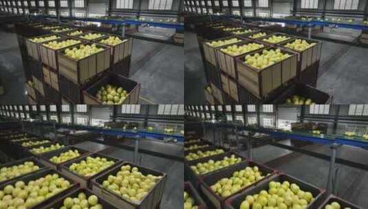 柚子工厂生产产线高清在线视频素材下载