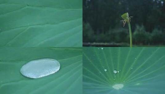 荷花荷叶水滴高清在线视频素材下载