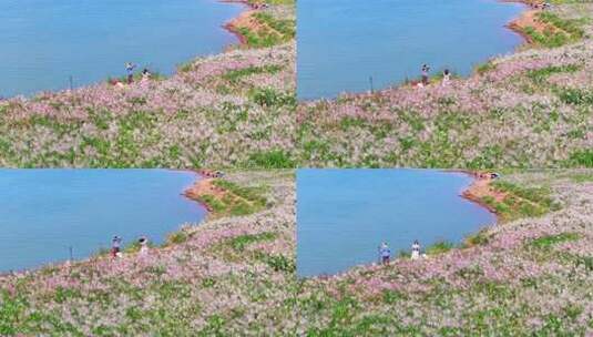 4k长沙湘江江岸芦苇荻花航拍高清在线视频素材下载