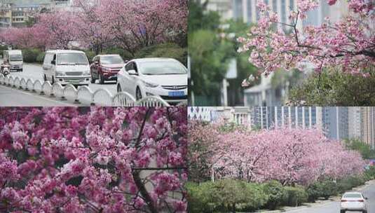 樱花盛开的街道美丽城市花园城市高清在线视频素材下载