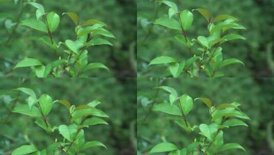 植物 树叶 自然 生态 大自然高清在线视频素材下载