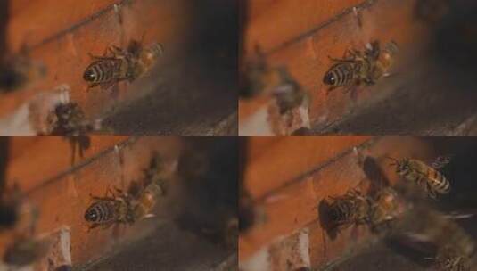 蜂 蜜蜂 特写 光影 采蜜蜂 人工养殖高清在线视频素材下载