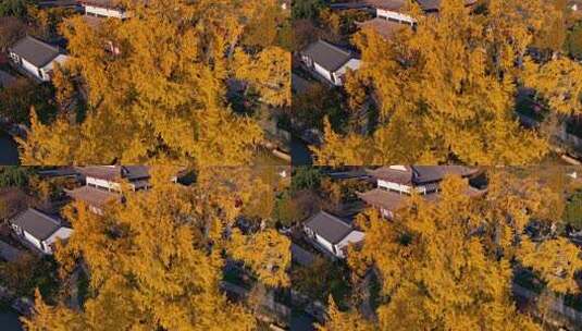 浙江嘉兴梅花洲石佛寺千年银杏航拍高清在线视频素材下载