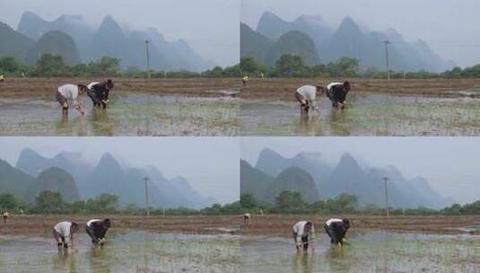 农民在水田中弯腰插秧的场景高清在线视频素材下载