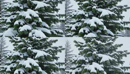 积雪覆盖的松树风景高清在线视频素材下载