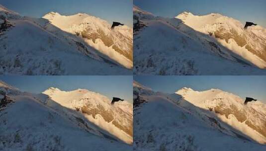 雪山之巅雄鹰翱翔的震撼景象高清在线视频素材下载