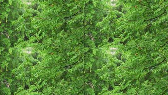 雨后绿色树枝清新自然高清在线视频素材下载