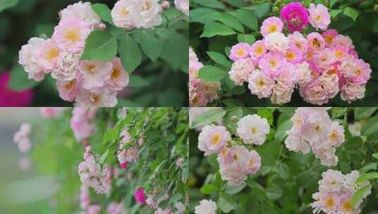 唯美蔷薇花/蜜蜂花丛采蜜高清在线视频素材下载