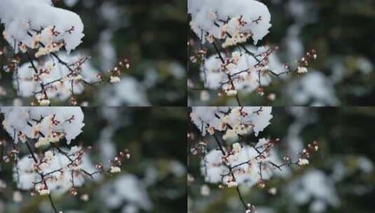 枝头覆雪的绽放梅花高清在线视频素材下载