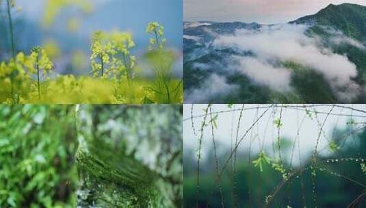 春暖花开 生机勃勃下雨溪流 春天风景视频高清在线视频素材下载