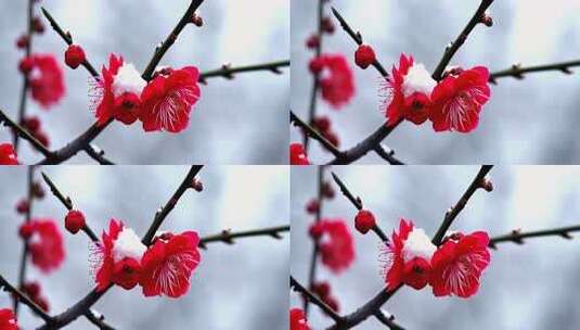 雪中绽放的红色梅花高清在线视频素材下载