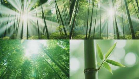 阳光照耀下的茂密竹林高清在线视频素材下载