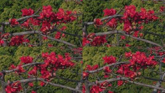 盛开的木棉花特写高清在线视频素材下载