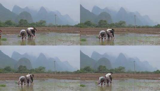农民在水田中弯腰插秧的场景高清在线视频素材下载