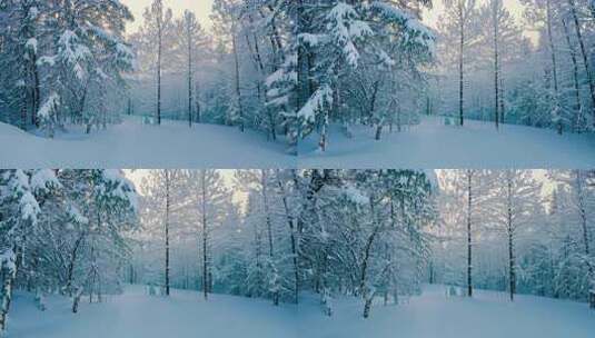 积雪覆盖树木的冬季森林景象高清在线视频素材下载