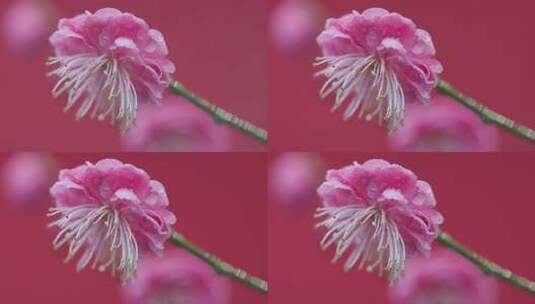 红墙背景下的粉色梅花高清在线视频素材下载