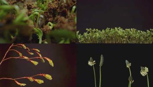 春天万物复苏植物生长破土而出高清在线视频素材下载