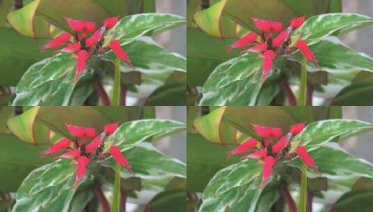 红花上有小虫子在爬行高清在线视频素材下载