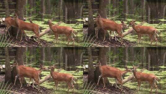 森林里的三只白尾鹿高清在线视频素材下载