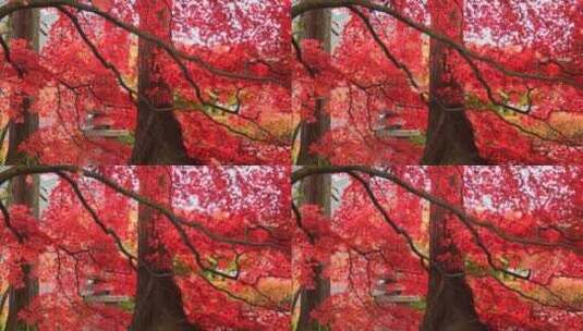秋季枫叶凋零飘落高清在线视频素材下载