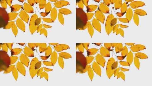 金秋天暖色阳光透过金黄树叶高清在线视频素材下载