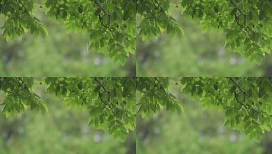 清新的雨景高清在线视频素材下载