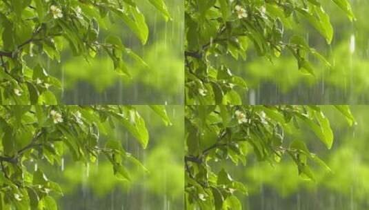 雨落在植物叶子上高清在线视频素材下载