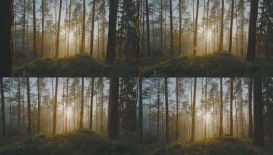 阳光照耀森林景观高清在线视频素材下载