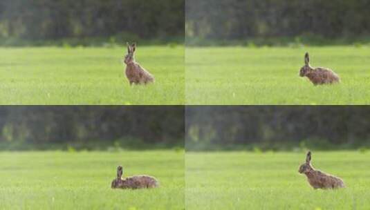 草坪上的野兔高清在线视频素材下载