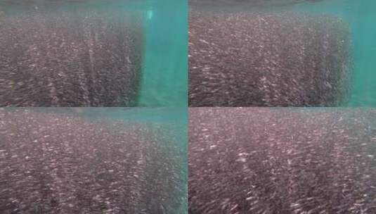 在海底一大群鱼一涌而上高清在线视频素材下载