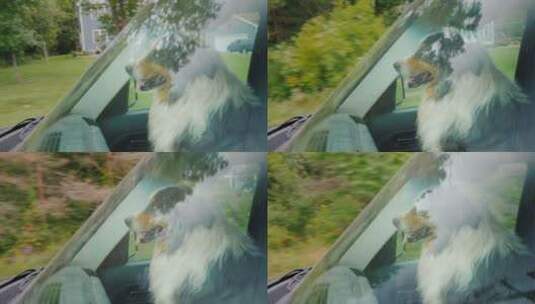 坐在车窗里向外望的狗狗高清在线视频素材下载