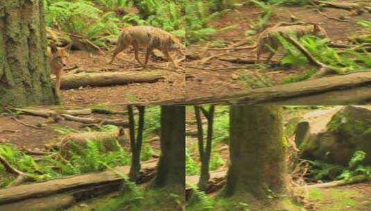 郊狼白天在森林里散步高清在线视频素材下载