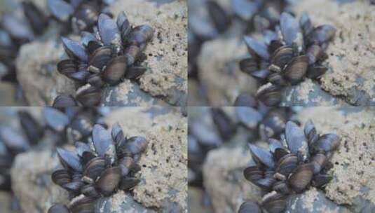 岩石上的甲壳动物高清在线视频素材下载