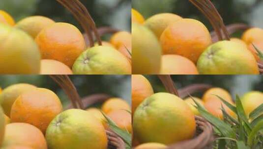 柑橘丰收高清在线视频素材下载