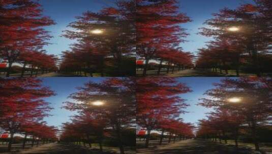 实拍 秋天 蓝天 红色 枫叶 植物高清在线视频素材下载
