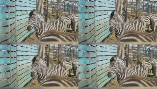 动物园公园斑马白马围栏里马群高清在线视频素材下载