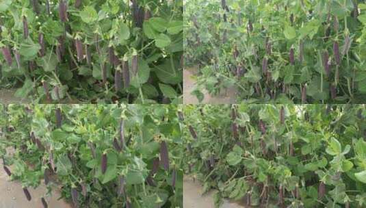 紫黑色荷兰豆豌豆结果高清实拍特写视频素材高清在线视频素材下载
