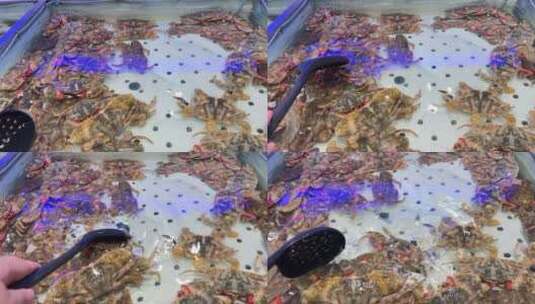 自助餐里的花蟹花盖蟹螃蟹 ~高清在线视频素材下载