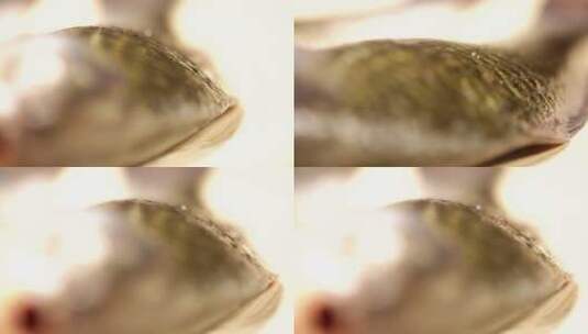 【镜头合集】鱼鳞鱼表面黏膜高清在线视频素材下载