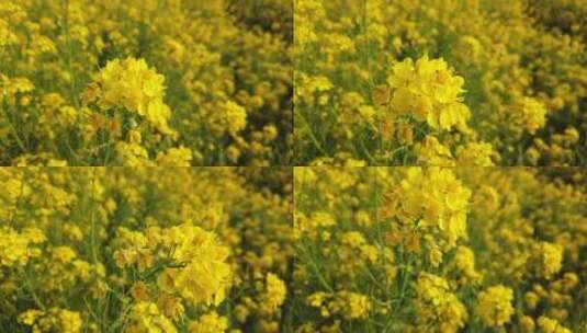 济南龙山平陵古城油菜花基地，春季油菜花田高清在线视频素材下载