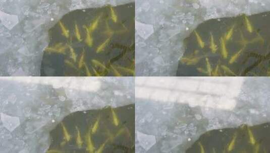 冷冻结冰河道冬季河流园林圆明园 ~高清在线视频素材下载