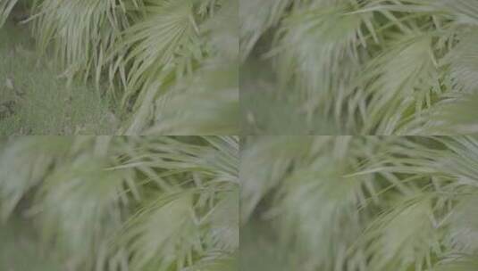 棕榈 园林 绿植 松下S1H v-log拍摄 绿化03高清在线视频素材下载