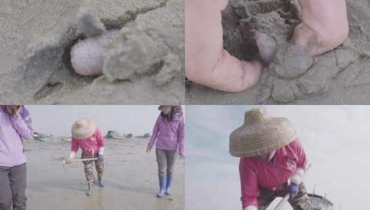 广东海滩赶海挖泥5高清在线视频素材下载