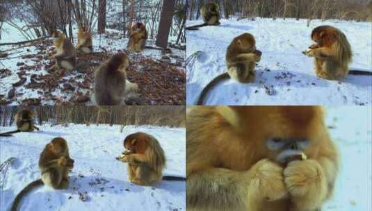 金丝猴进食高清在线视频素材下载