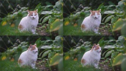 白色长毛猫在草坪花园中休息高清在线视频素材下载