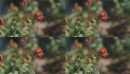 带着蜜蜂的花朵高清在线视频素材下载