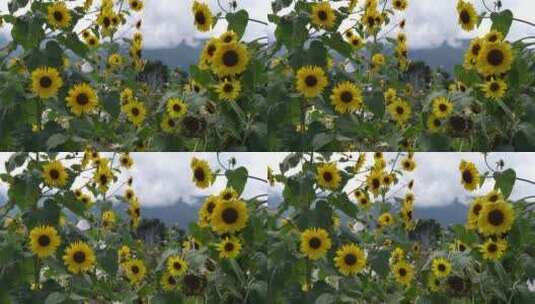 【精品】向日葵太阳花向阳花高清在线视频素材下载