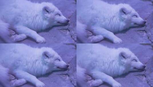 睡眠雪白色狐狸高清在线视频素材下载
