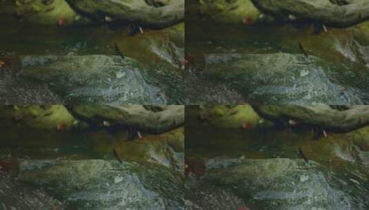 山涧瀑布绿植青苔高清在线视频素材下载