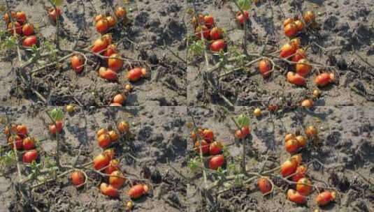 番茄作物的死亡干旱和酷热毁坏了植物高清在线视频素材下载